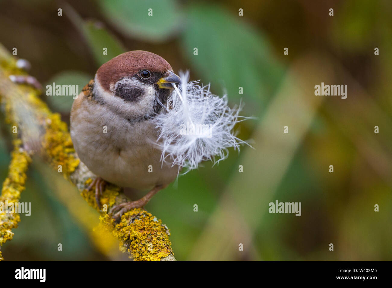 Eurasian tree sparrow, Feldsperling (Passer montanus) mit Feder Stock Photo