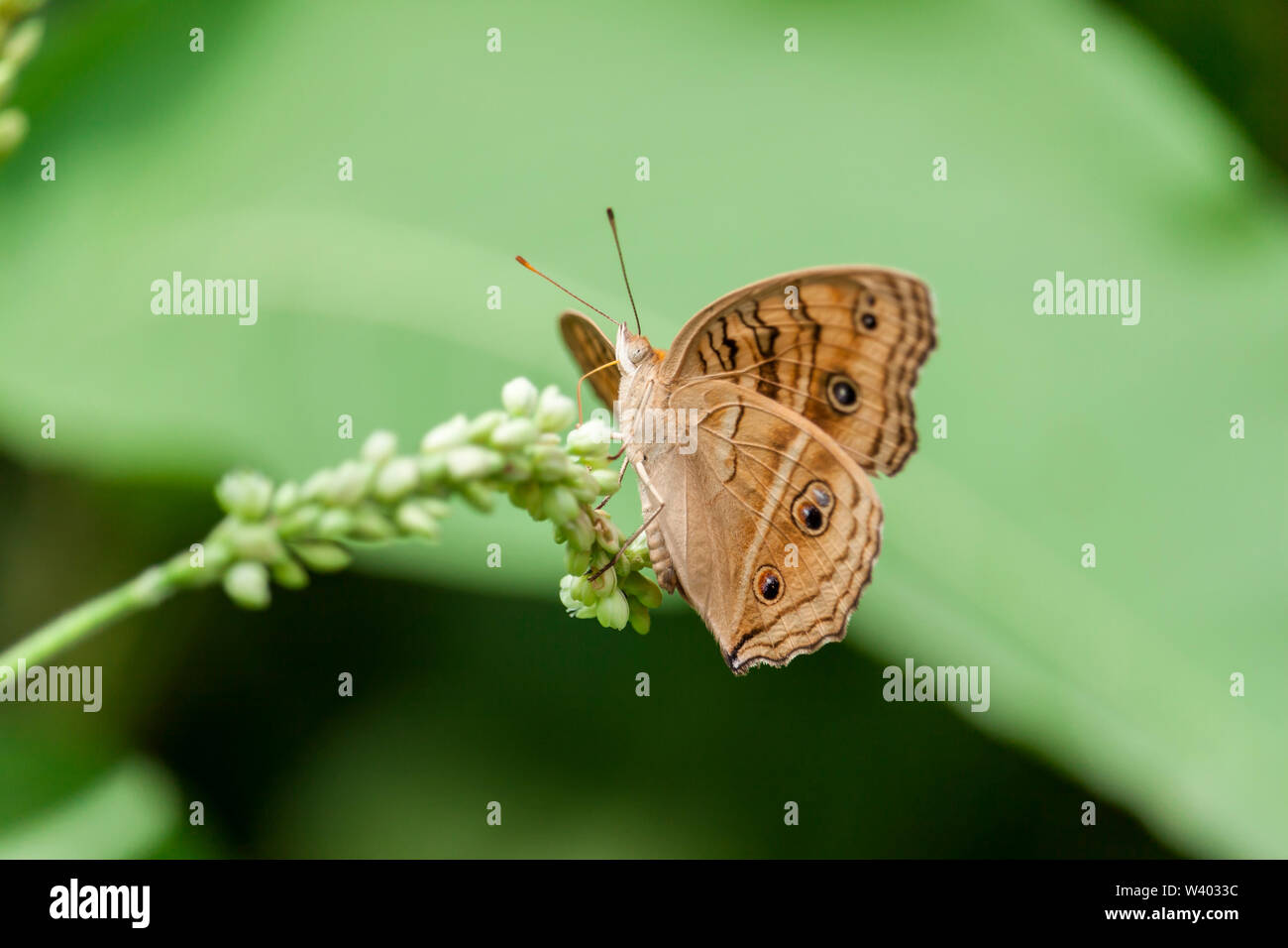 Wildflowers meadow and butterfly hi-res stock photography and images ...