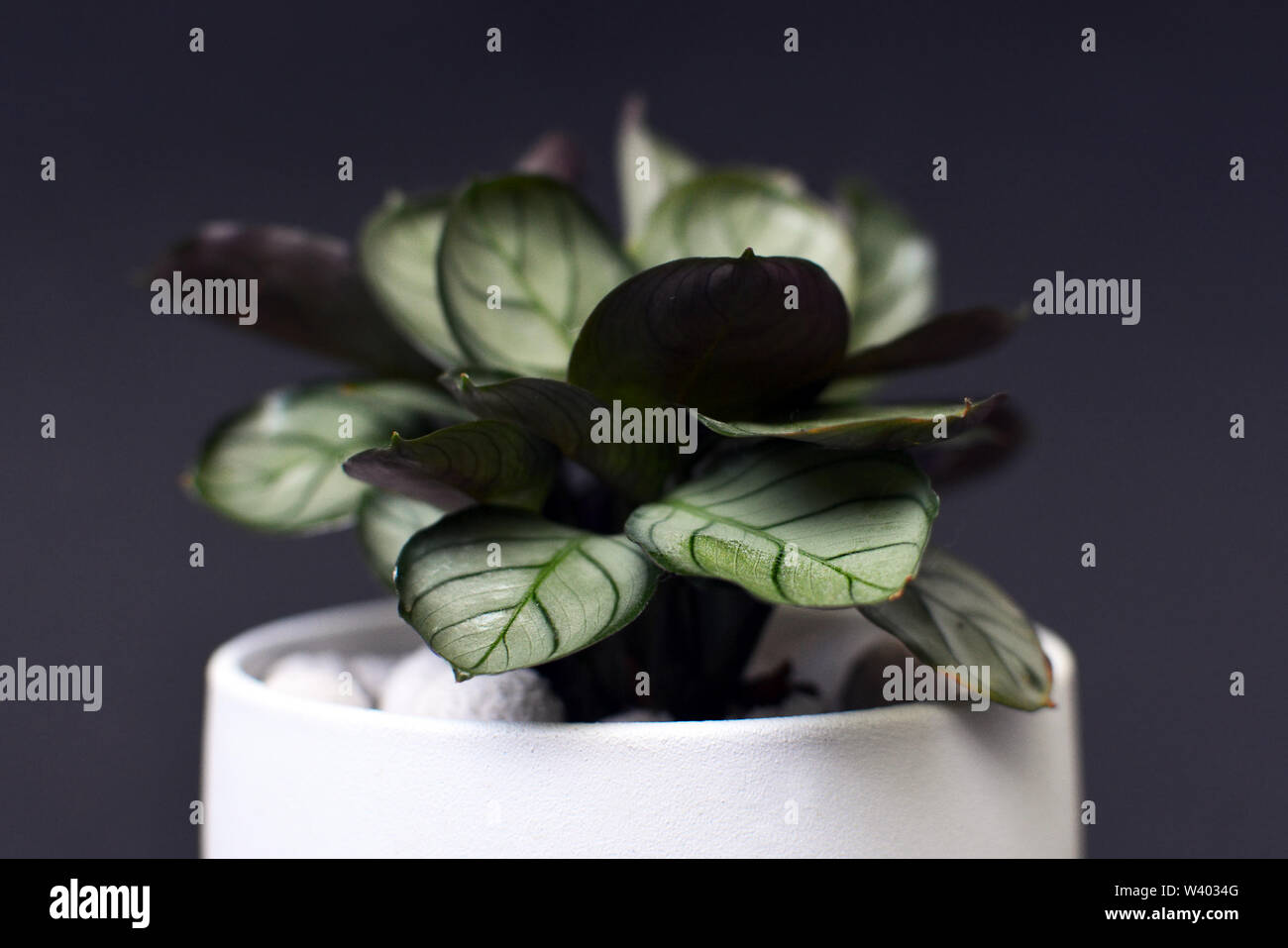 Small exotic 'Ctenanthe Burle Marxii Amagris' plant in white pot on black background Stock Photo
