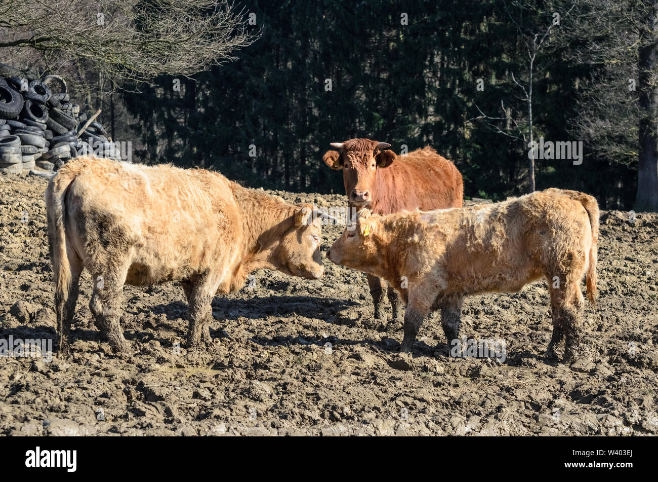 Bos taurus, Cattle on a pasture in the countryside in Bavaria, Germany