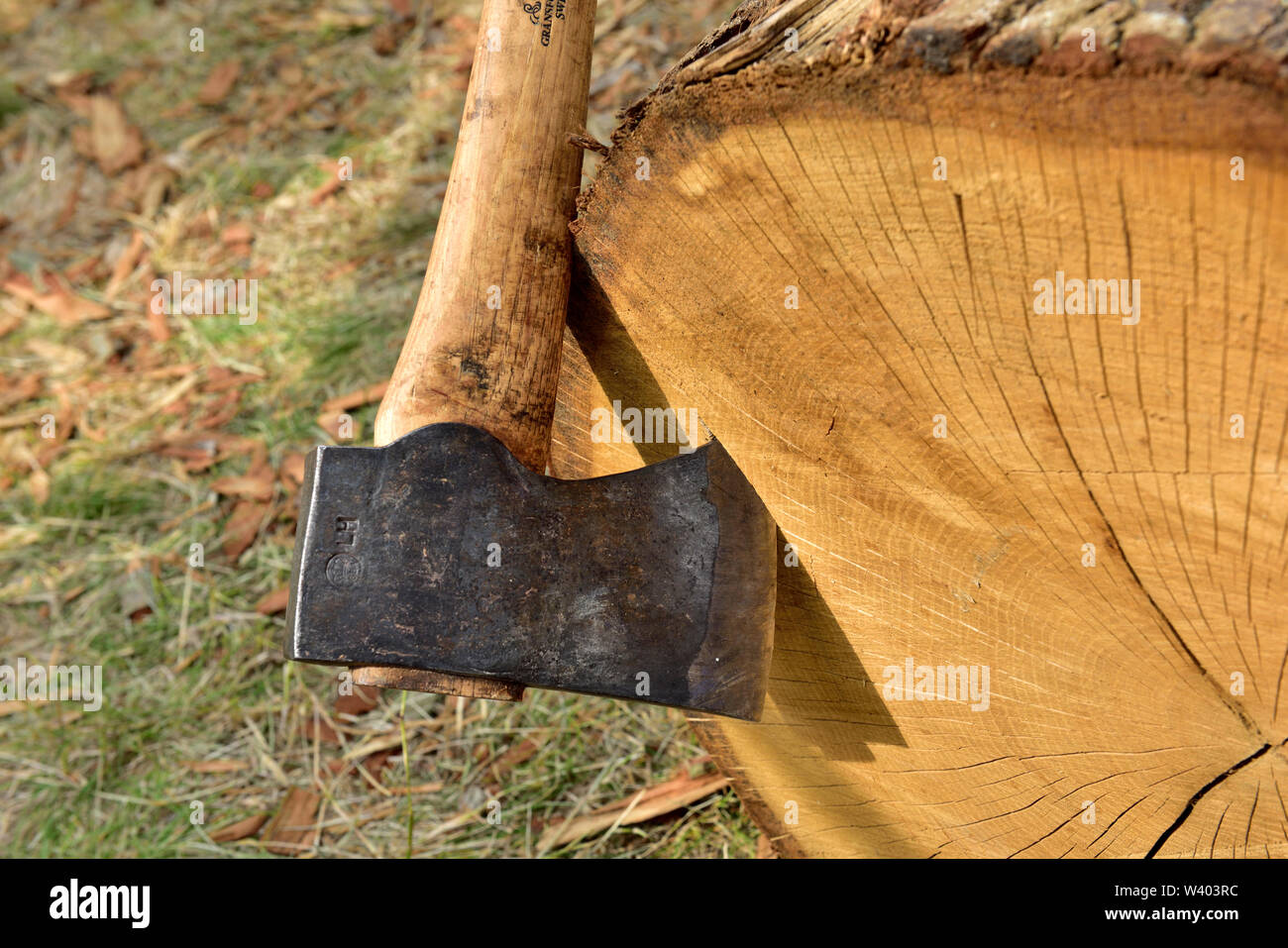 Hand axe, hatchet, stuck in the end of a log. Type used in timber framing. Stock Photo