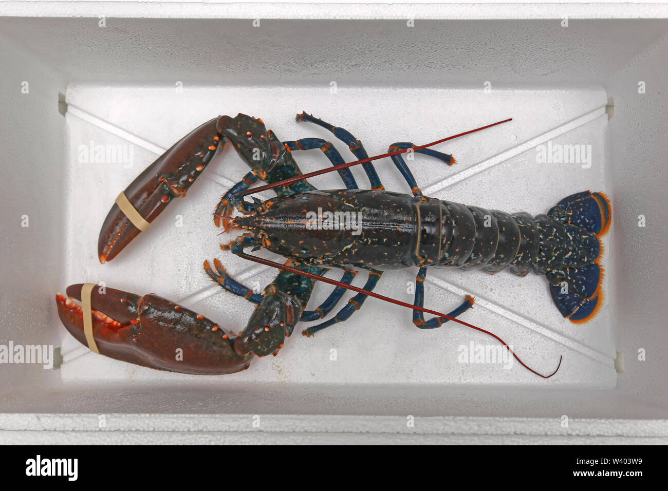 Big Live Lobster Crustacean in Cooler Box Stock Photo - Alamy