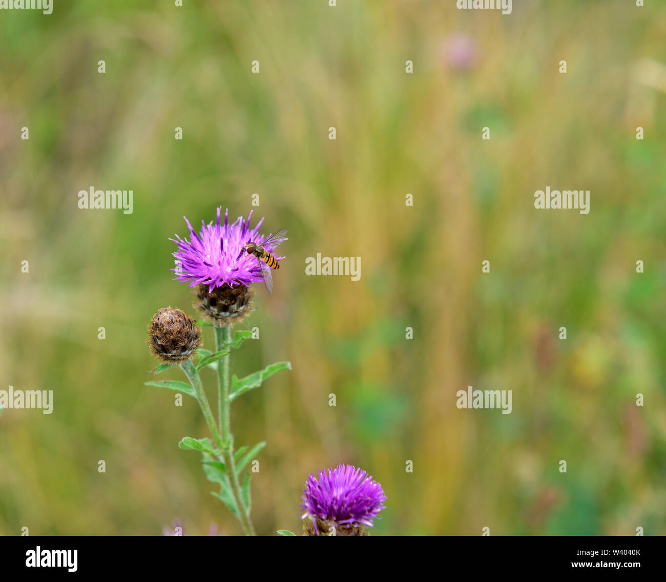 Common Knapweed flowers in bloom with pollinating hoverfly in grassland meadow, Oxfordshire, UK Stock Photo
