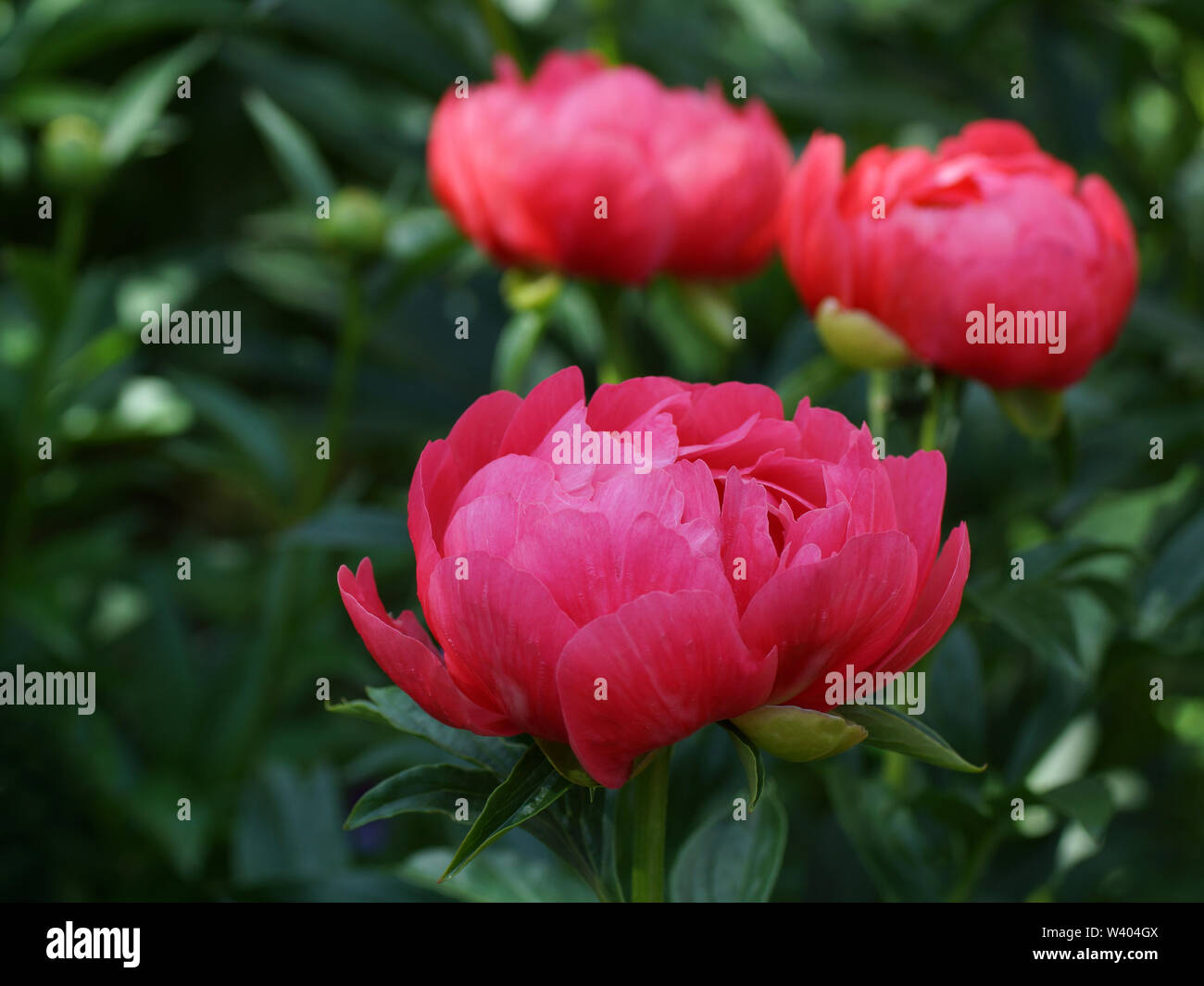 Paeonia Coral Magic. Semi-double pink peony flower.  Paeonia lactiflora (Chinese peony or common garden peony). Stock Photo