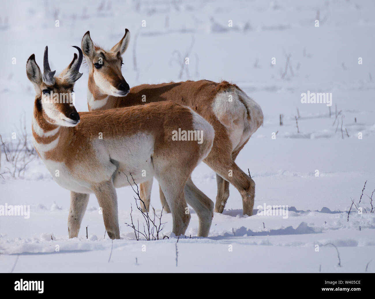 Two Pronghorn Antelope, a buck and a doe, standing in deep snow. Stock Photo