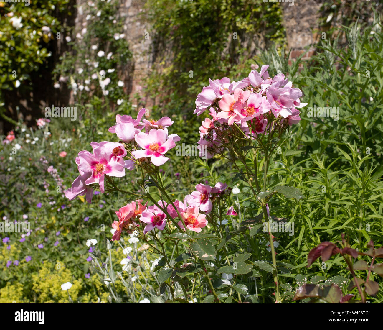 Red rose captain hi-res stock photography and images - Alamy