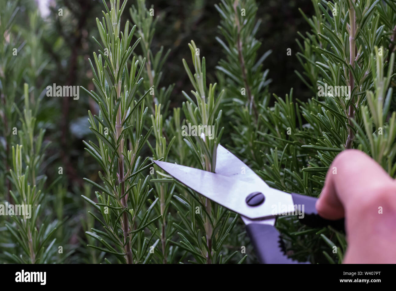 Branch scissors hires stock photography and images Alamy