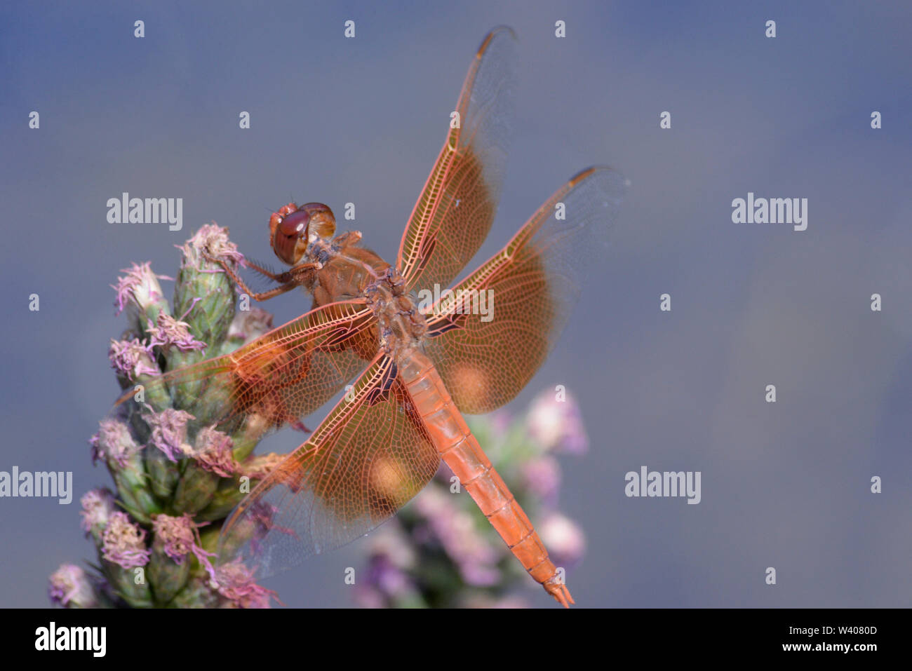 Flame skimmer dragonfly perched on a flower at the edge of a stream. Stock Photo