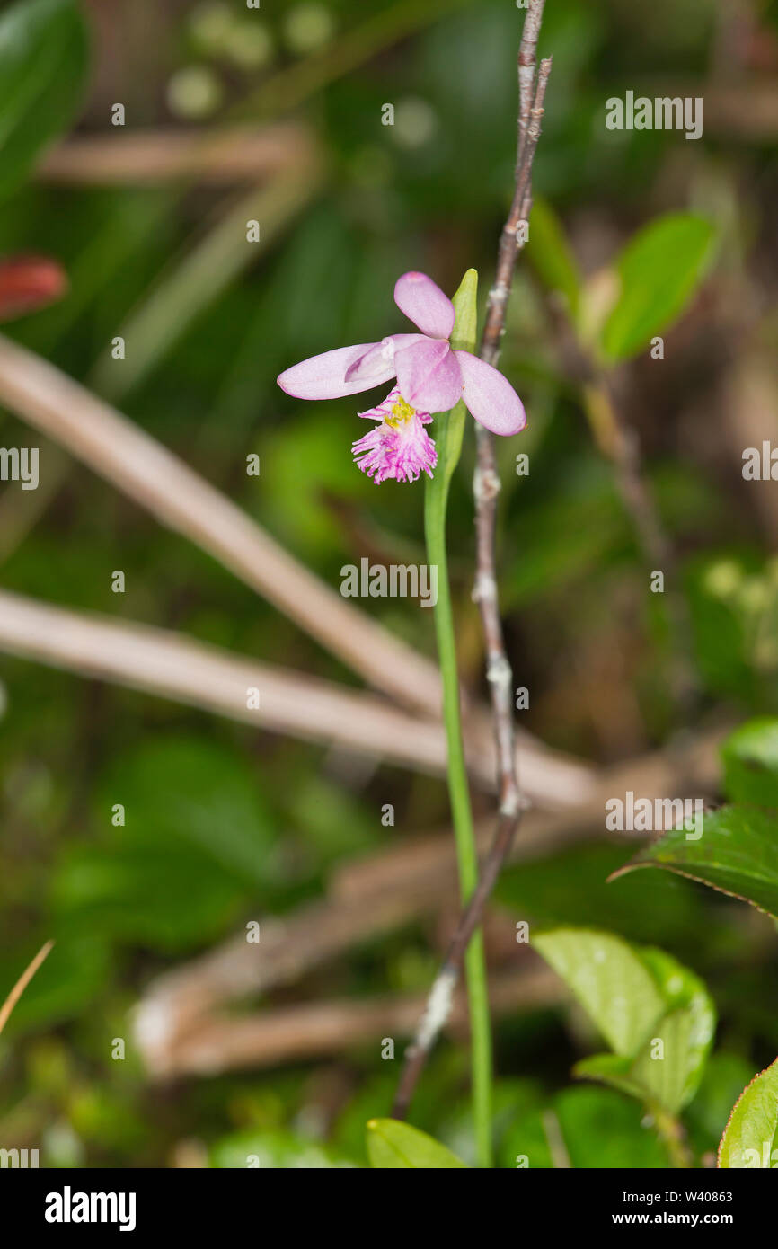 Rose Pogonia, Pogonia ophioglossoides Stock Photo