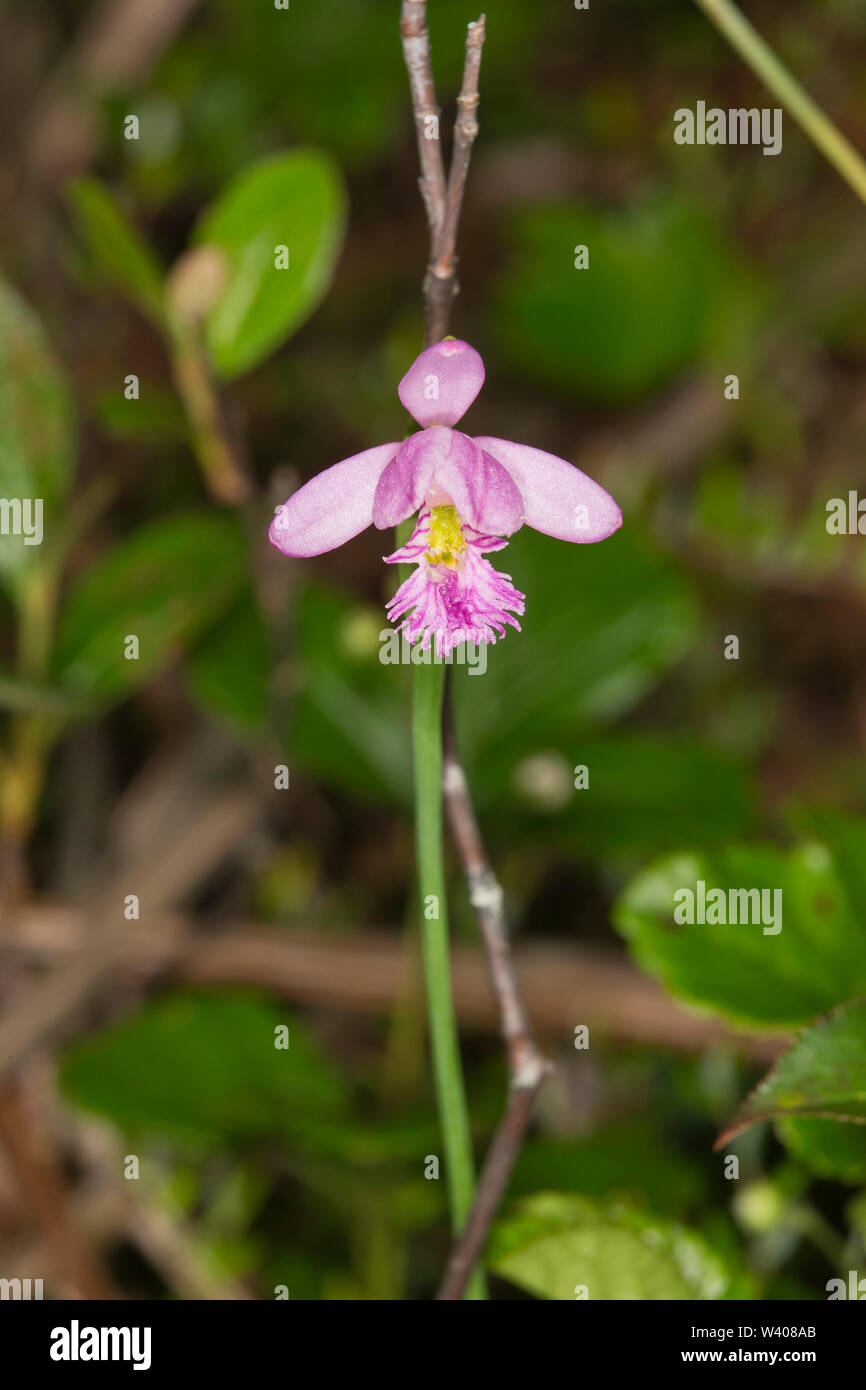 Rose Pogonia, Pogonia ophioglossoides Stock Photo