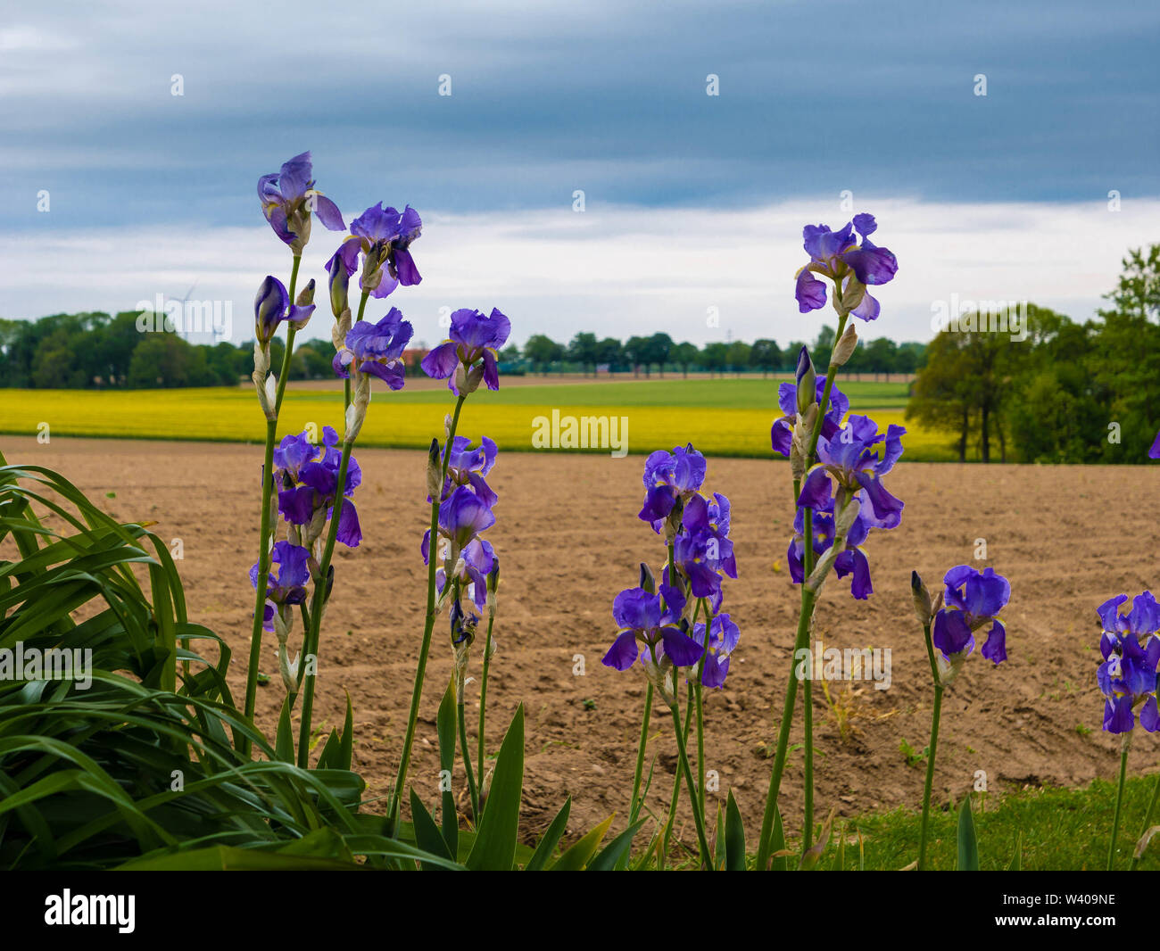 Beautiful blue flowers field hi-res stock photography and images - Alamy