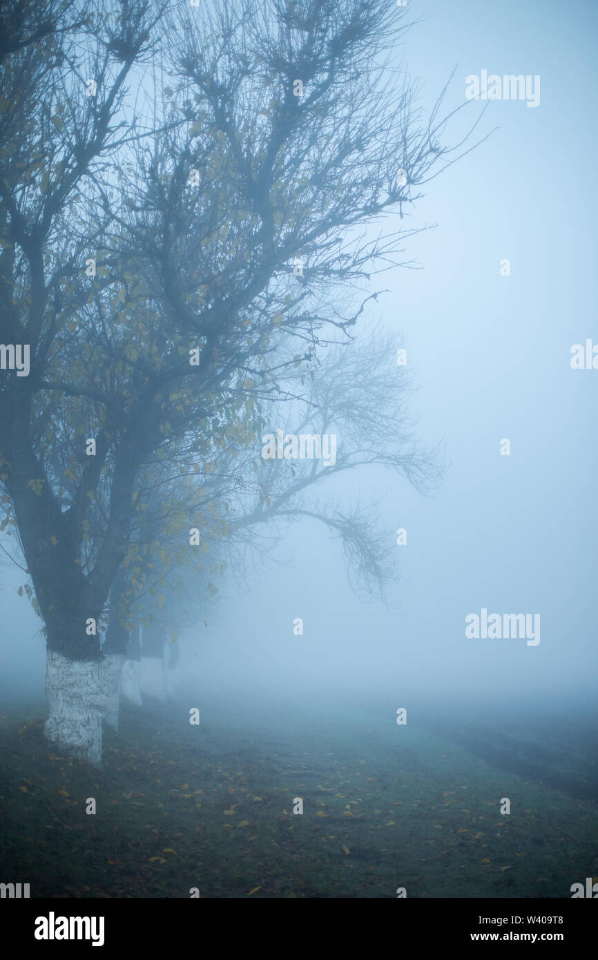 Road in foggy early autumn morning. Tree silhouettes. Vertical. Space ...