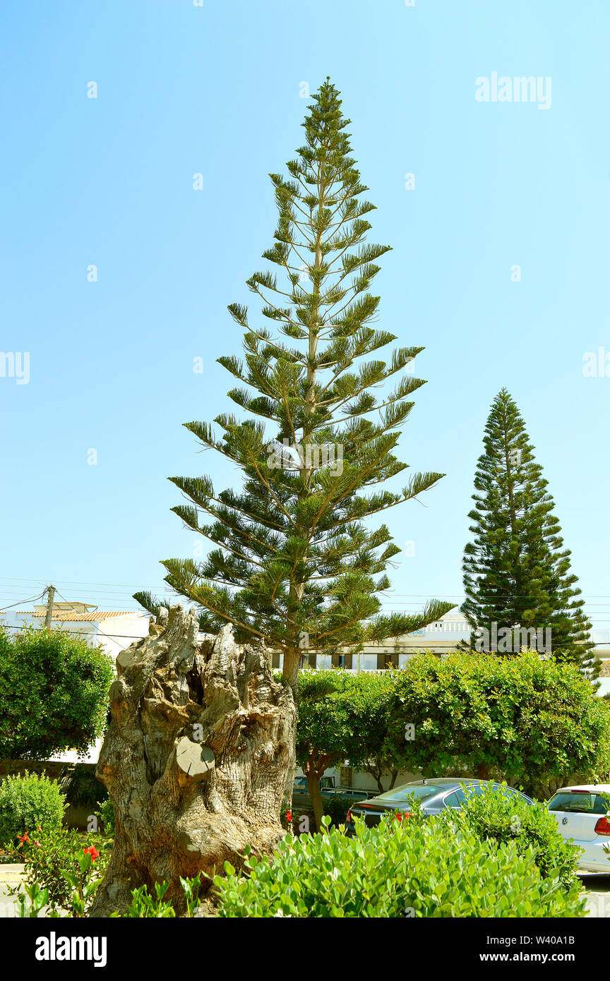 Norfolk Island Pine (Araucaria heterophylla, Araucaria excelsa), ornamental  tree on street side, Stock Photo, Picture And Rights Managed Image. Pic.  BWI-BS303950