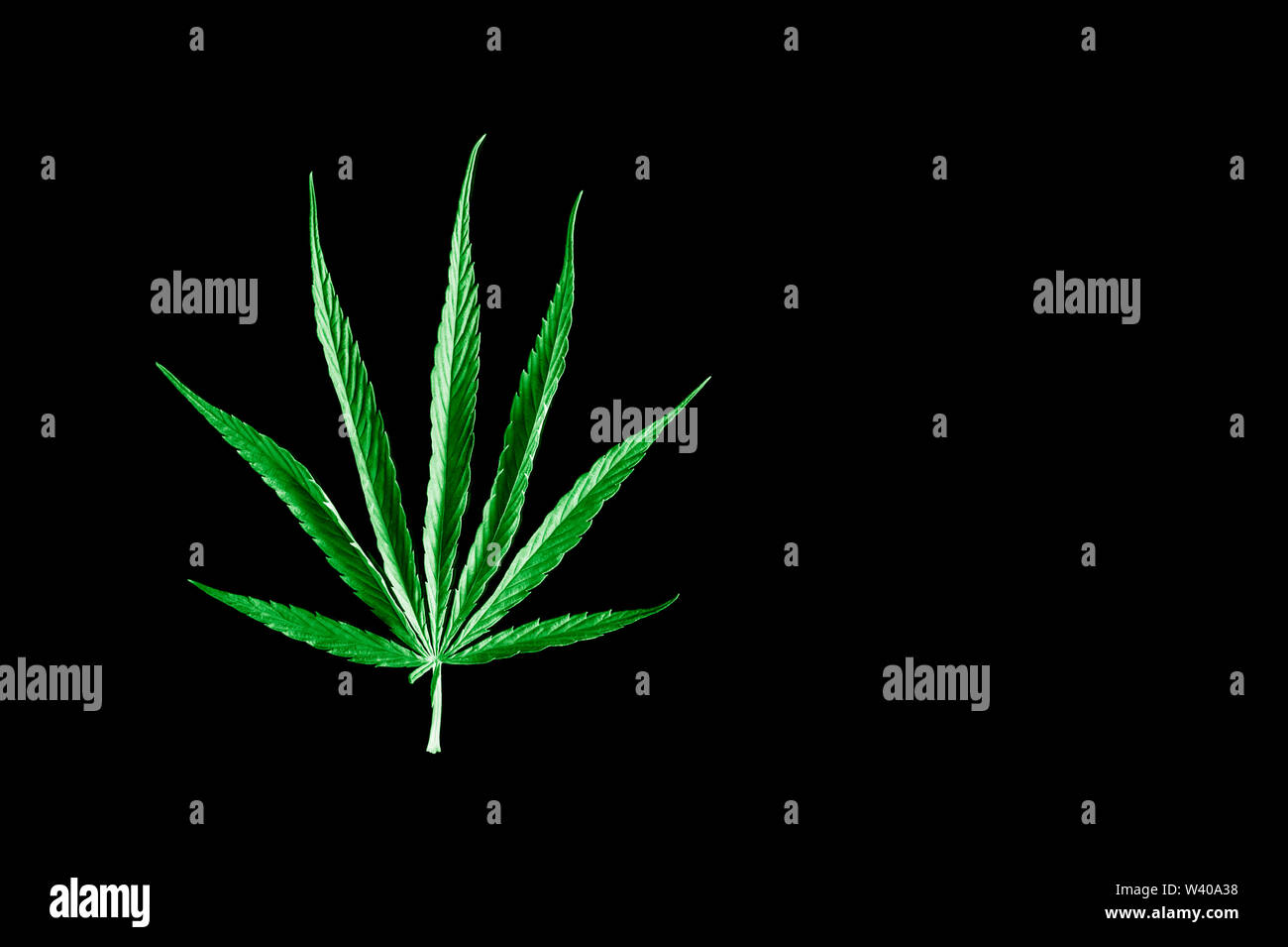 isolated single blue cannabis leaf on black background Stock Photo
