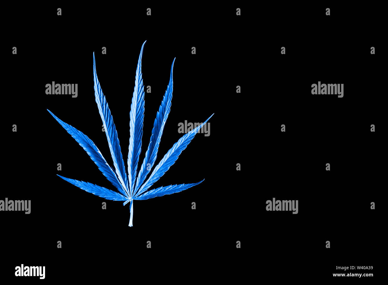 isolated single blue cannabis leaf on black background Stock Photo