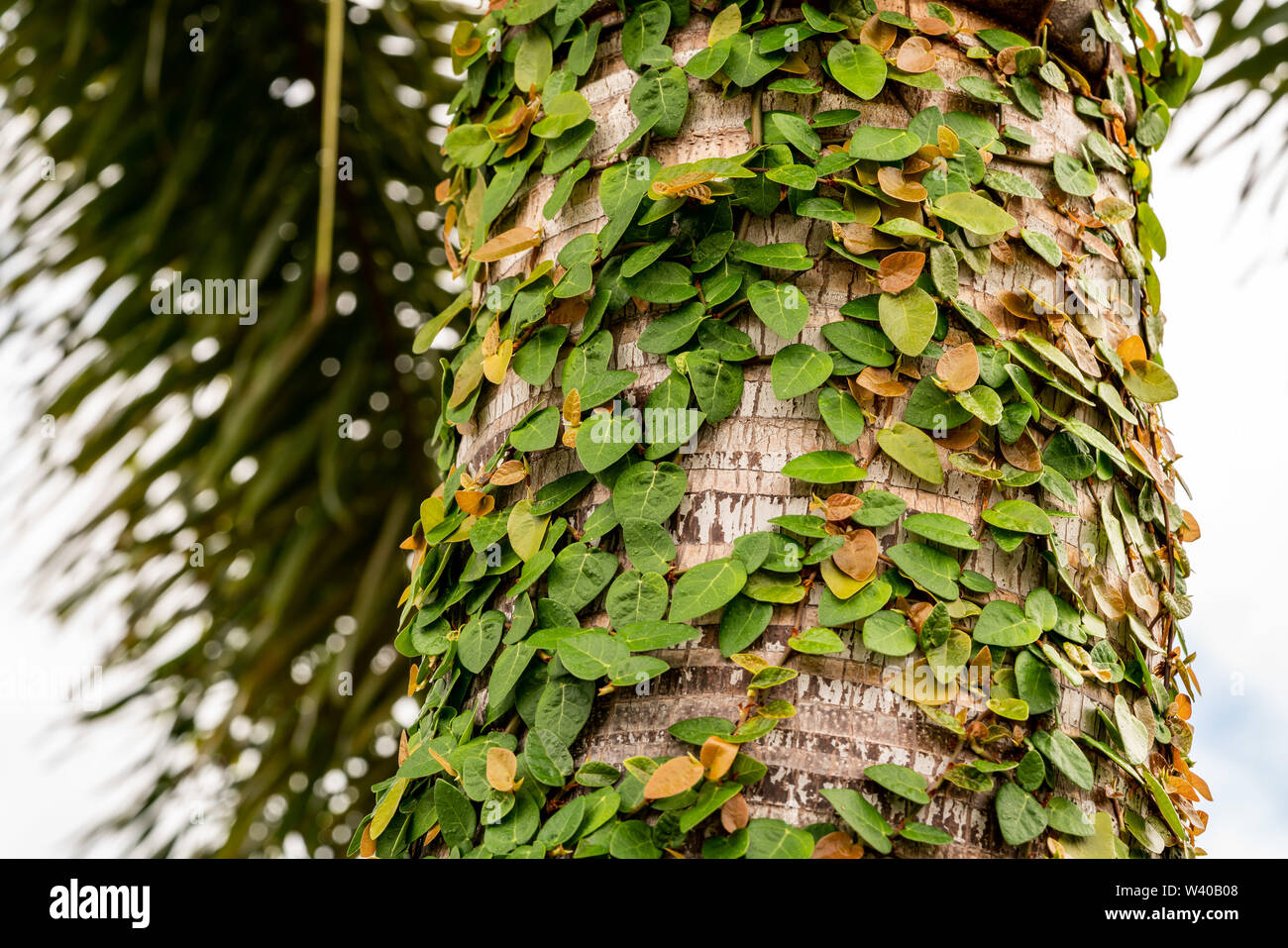Palm trees with vines growing on them some living and some not Stock