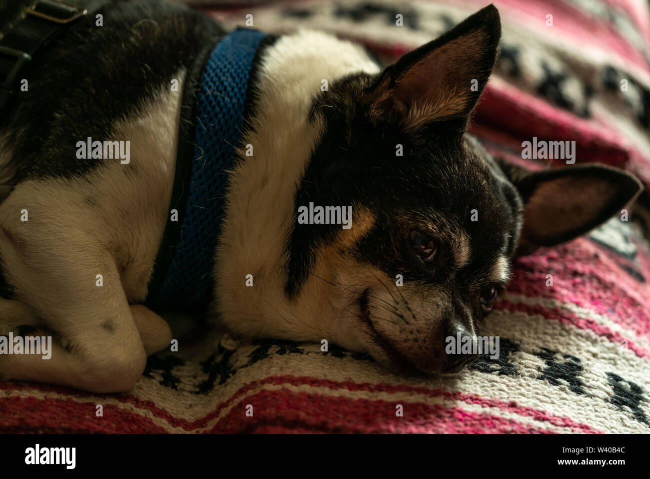Our Chiwawa taking a nap on the couch. Stock Photo