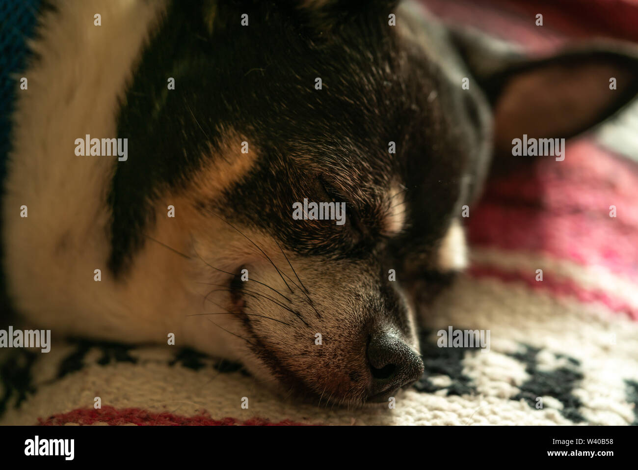 Our Chiwawa taking a nap on the couch. Stock Photo