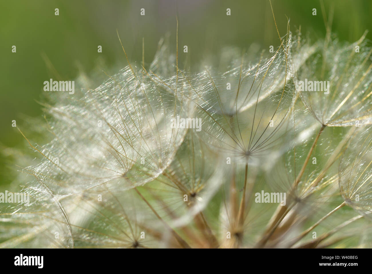 Background with the seed parakeets and flying seeds of a dandelion in summer in front of green background Stock Photo