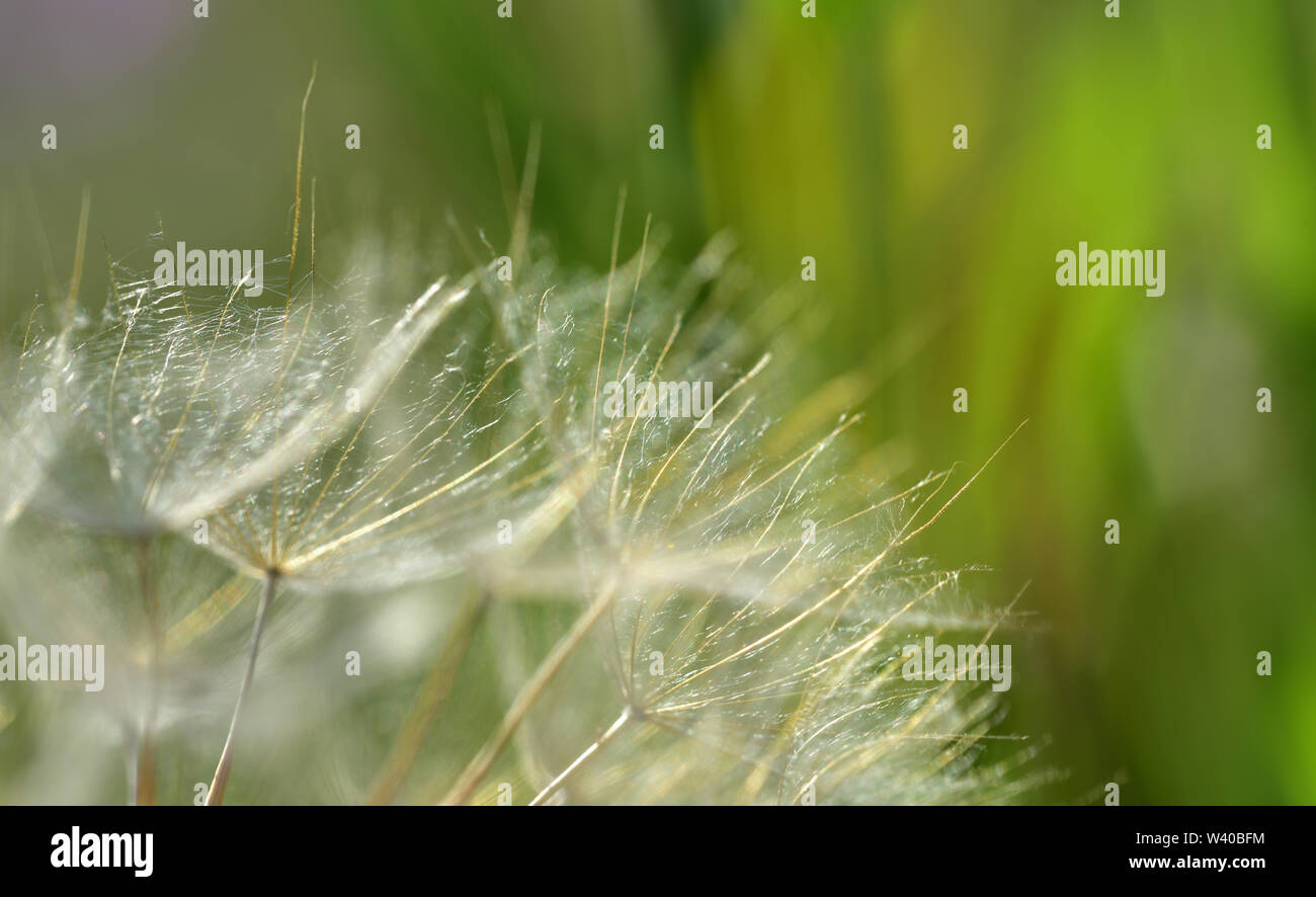 Background with the seed parakeets and flying seeds of a dandelion in summer in front of green background Stock Photo