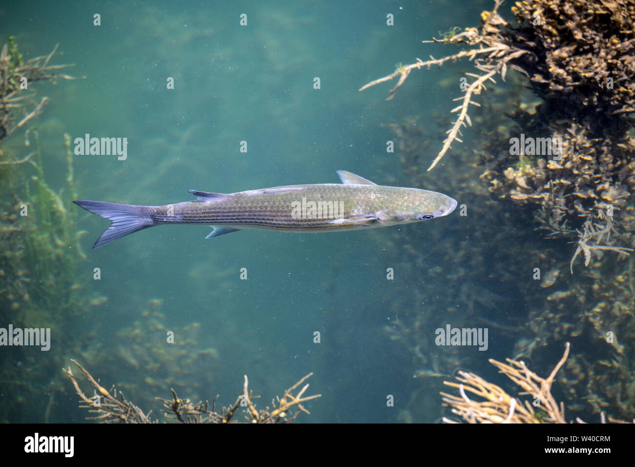 Flathead Grey Mullet, Mugil Cephalus, taken in the harbour at Mylor, Cornwall, England. Stock Photo