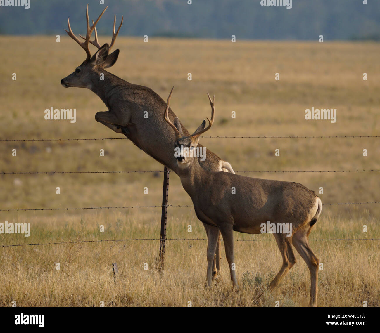 Two young bucks jumping a barbed wire fence in a rural field. Stock Photo