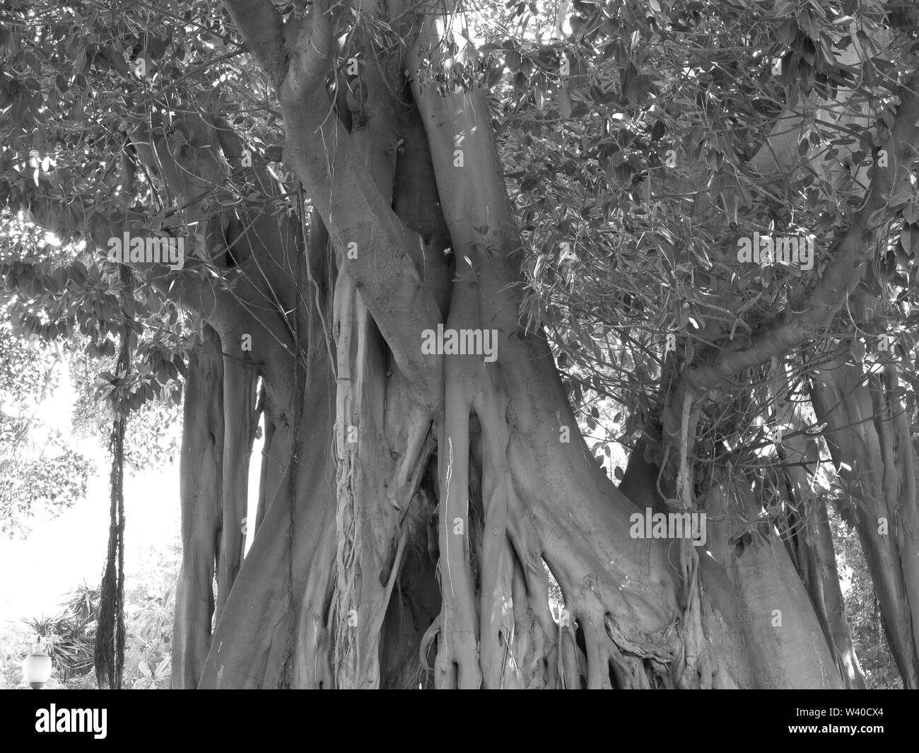 Banyan tree roots Black and White Stock Photos & Images Alamy
