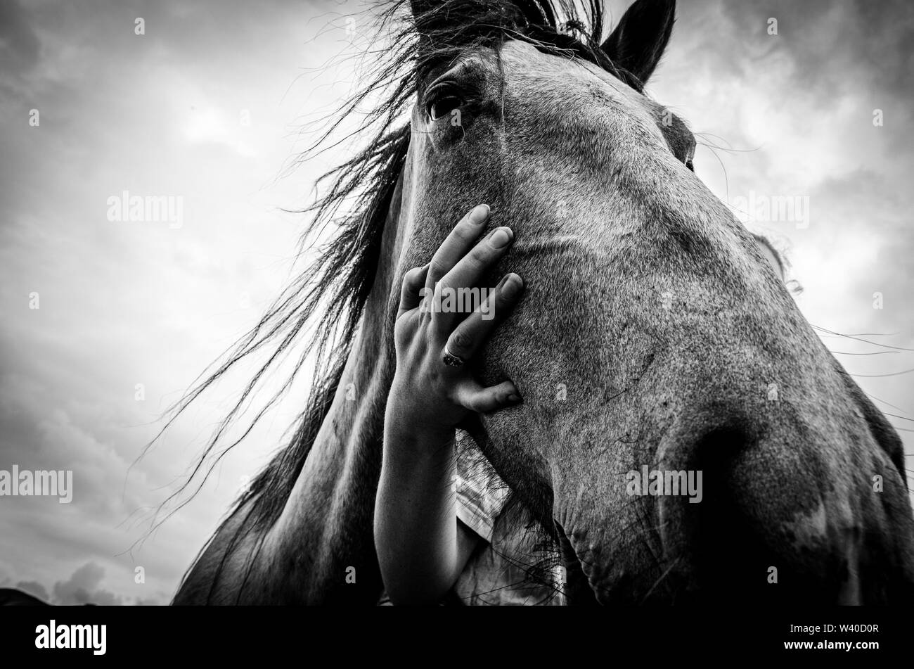 Horse’s face held by its rider as the photo is taken from below
