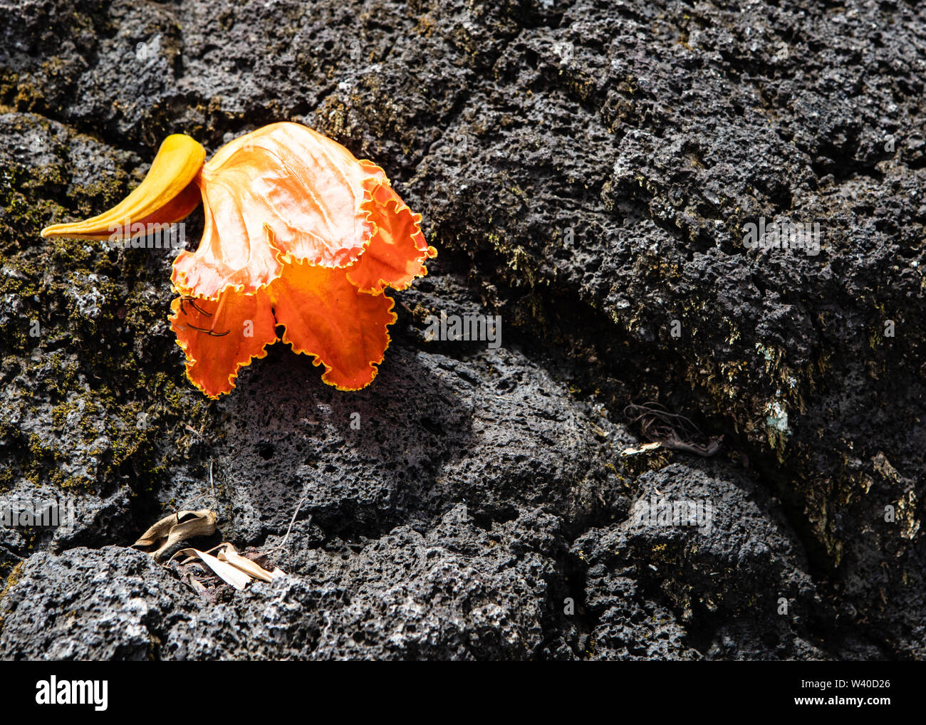 A bright orange flower blossom dropped on a black lava rock Stock Photo
