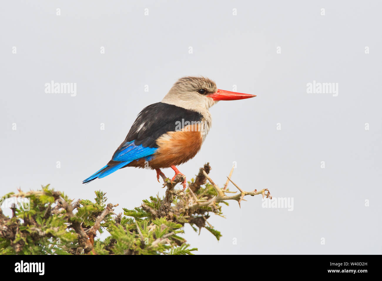 Grey-headed kingfisher (Halcyon leucocephala), sometimes known as the grey-hooded or chestnut-bellied kingfisher Stock Photo