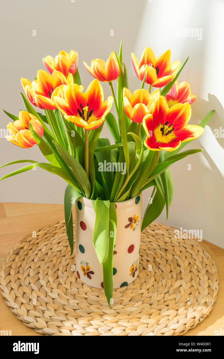 Beautiful Red and Yellow coloured Tulips with dark brown stamens in the sunlight Stock Photo