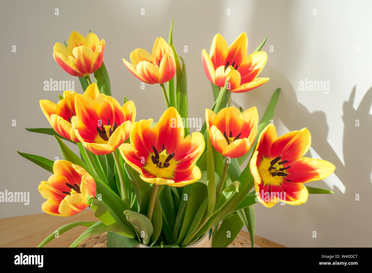 Beautiful Red and Yellow coloured Tulips with dark brown stamens in the sunlight Stock Photo