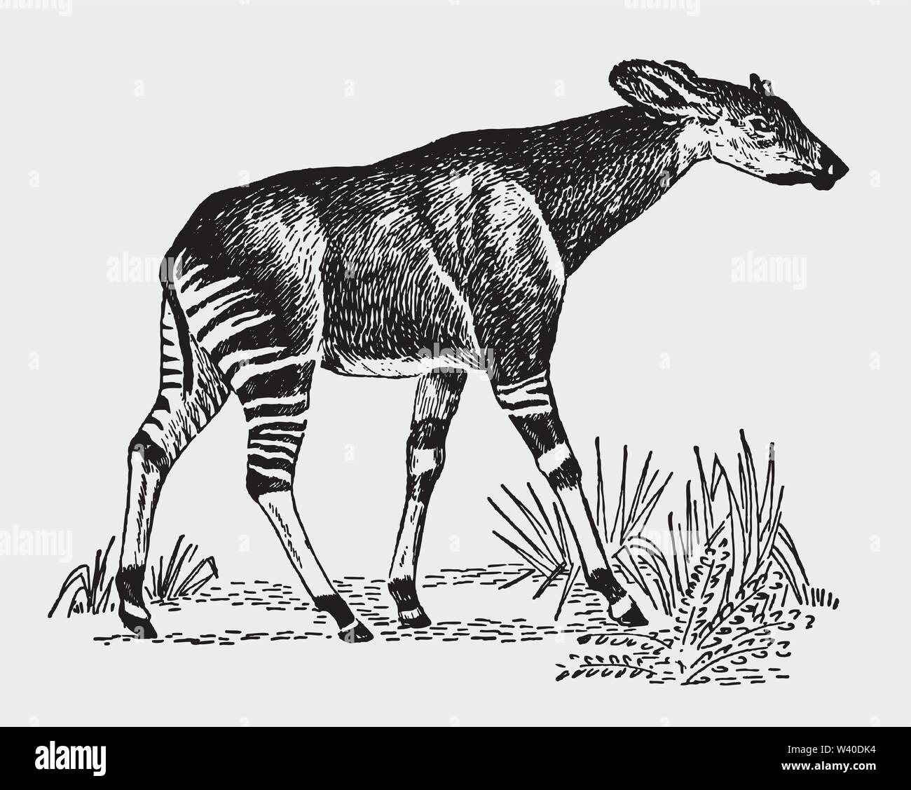 Endangered okapi (okapia johnstoni) walking in a landscape. Illustration after a historic engraving from the early 20th century Stock Vector