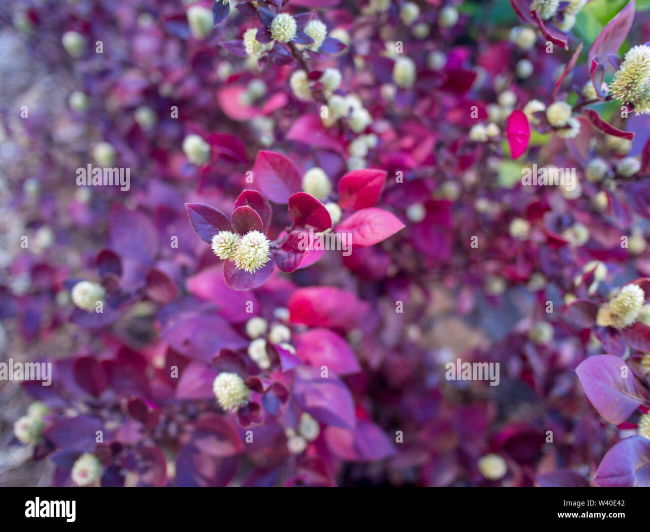 Red leaves bush with little fury white flowers in bloom, blurred ...