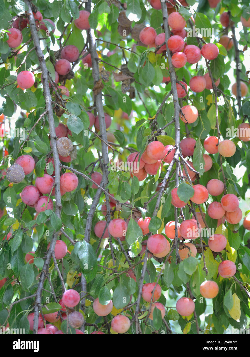 Plums on plum tree, Prunus cerasifera, cherry-plums Stock Photo