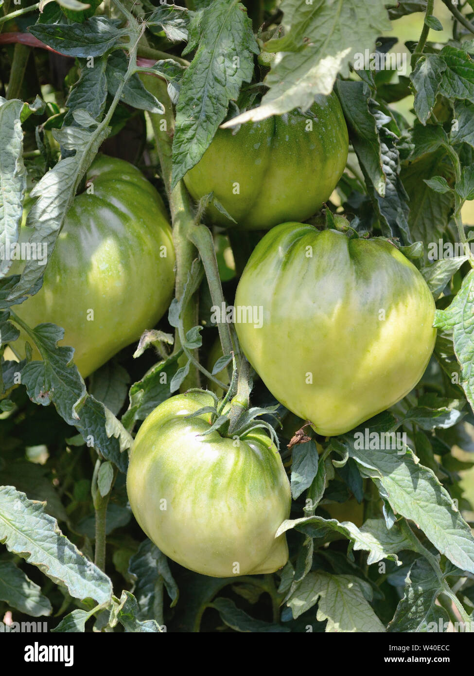 Beefsteak plant hires stock photography and images Alamy
