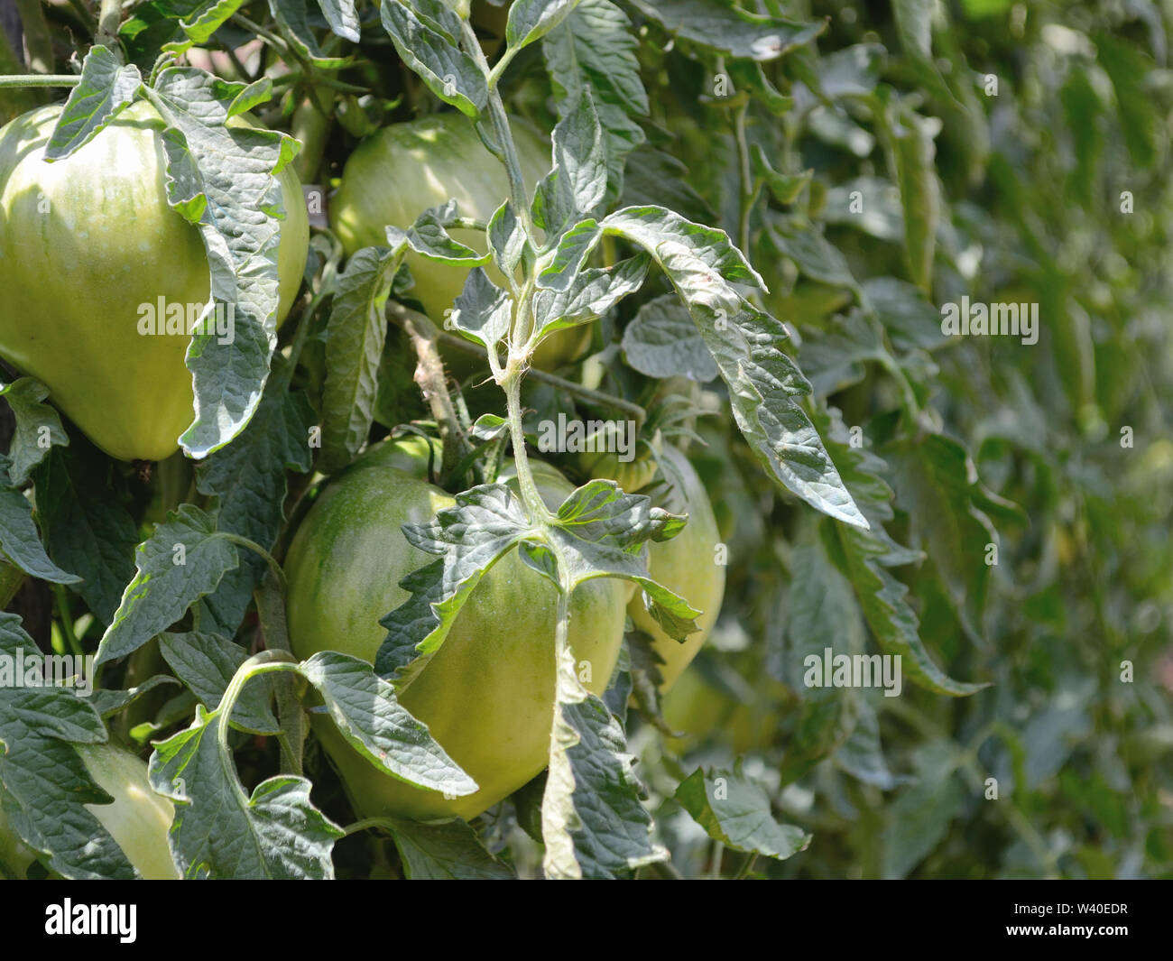 Heirloom Tomato 'Beefsteak", green beef tomatoes in the garden, Solanum