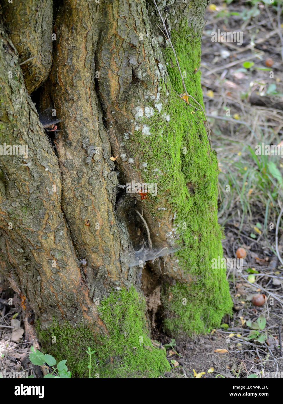 Mosses on old plum tree trunk Stock Photo