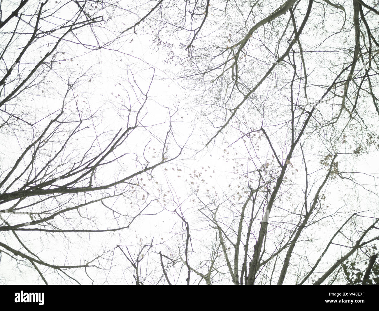 Leafless treetops and branches on white background Stock Photo