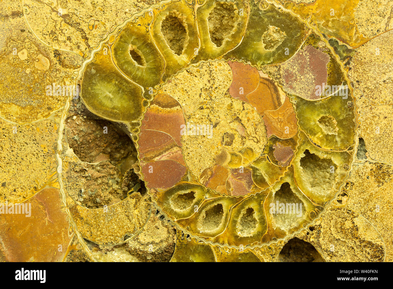 Great ammonite shell viewed in section, revealing the internal chambers