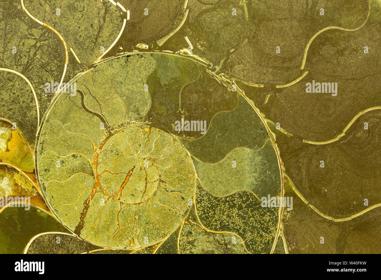 Great ammonite shell viewed in section, revealing the internal chambers