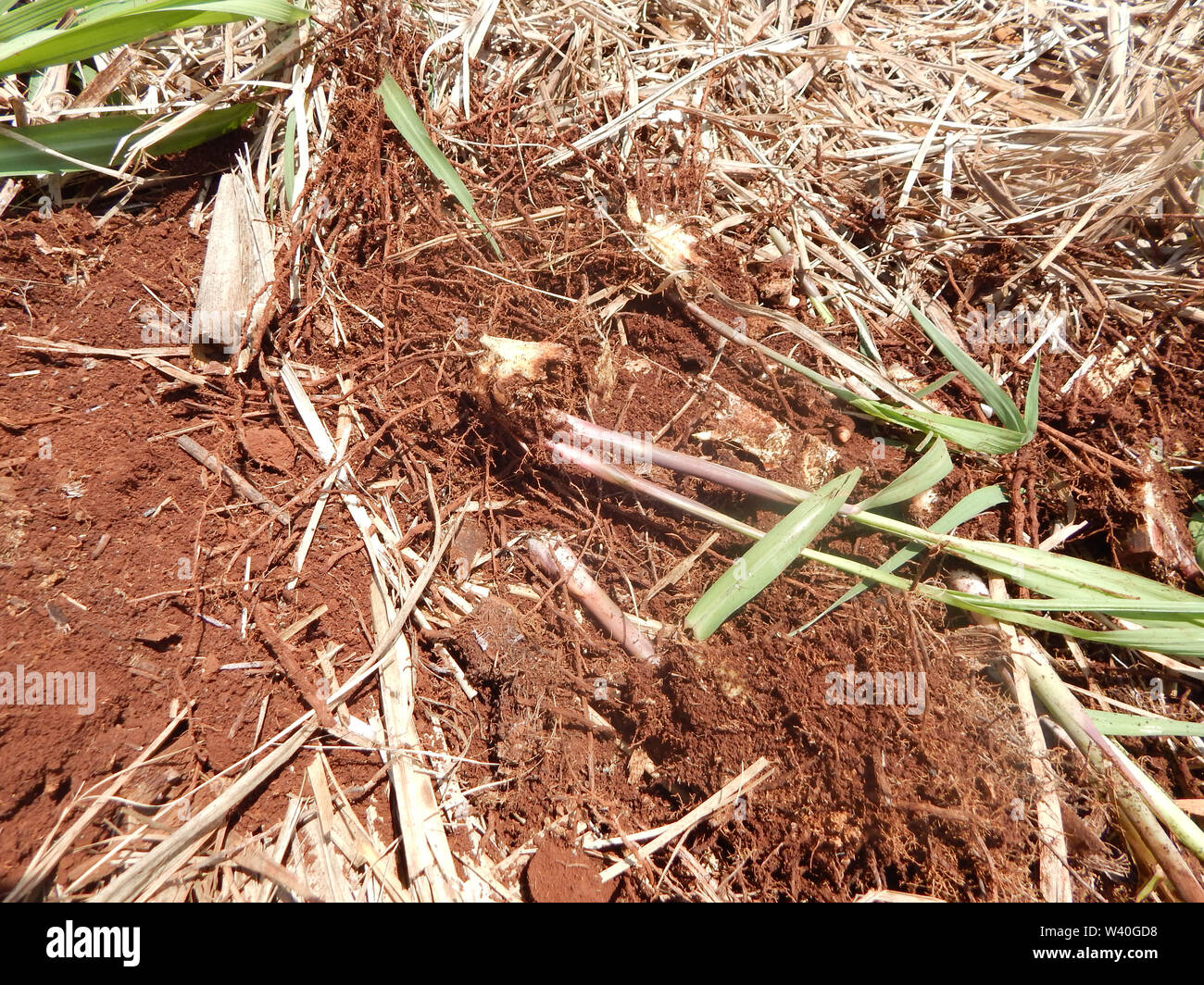 Sugar Cane Pest Insect As Known As Bicudo Da Cana de A car sugar-cane-pest-insect-as-known-as-bicudo-da-cana-de-a-car