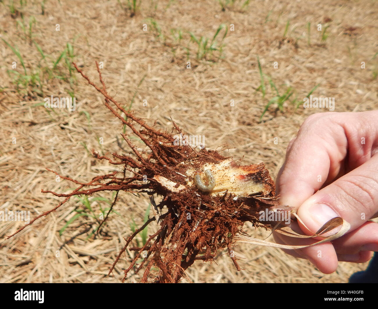 Sugar cane pest, insect as known as: 