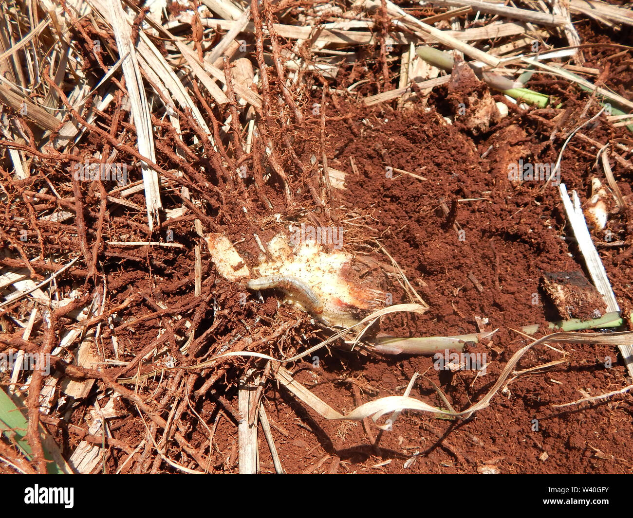 Sugar Cane Pest Insect As Known As Bicudo Da Cana de A car sugar-cane-pest-insect-as-known-as-bicudo-da-cana-de-a-car