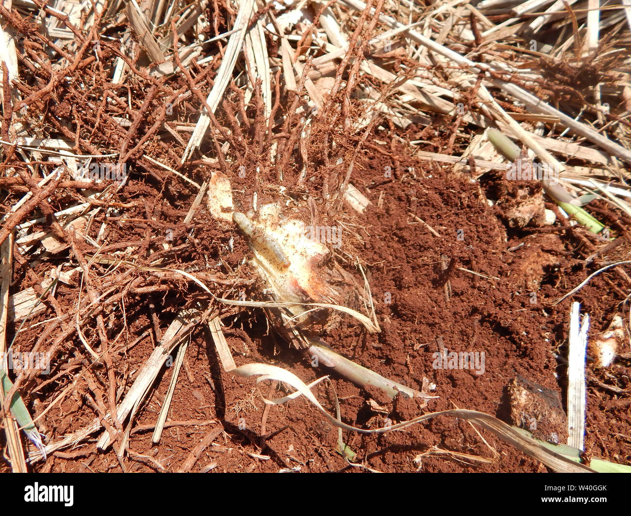 Sugar Cane Pest Insect As Known As Bicudo Da Cana de A car sugar-cane-pest-insect-as-known-as-bicudo-da-cana-de-a-car