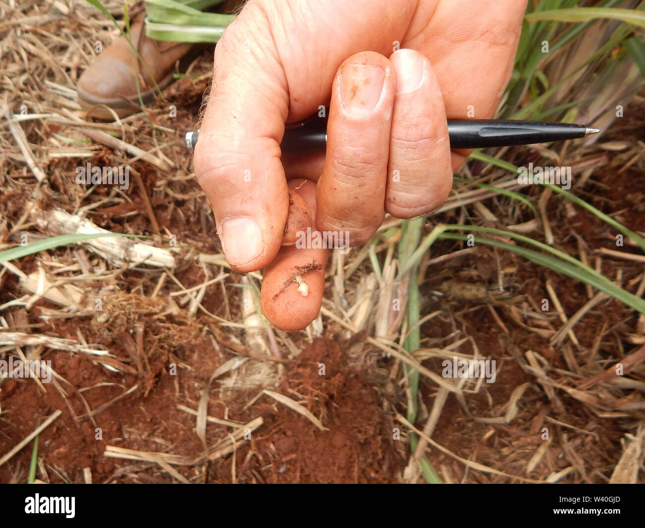 Bicudo Hi res Stock Photography And Images Alamy bicudo-hi-res-stock-photography-and-images-alamy
