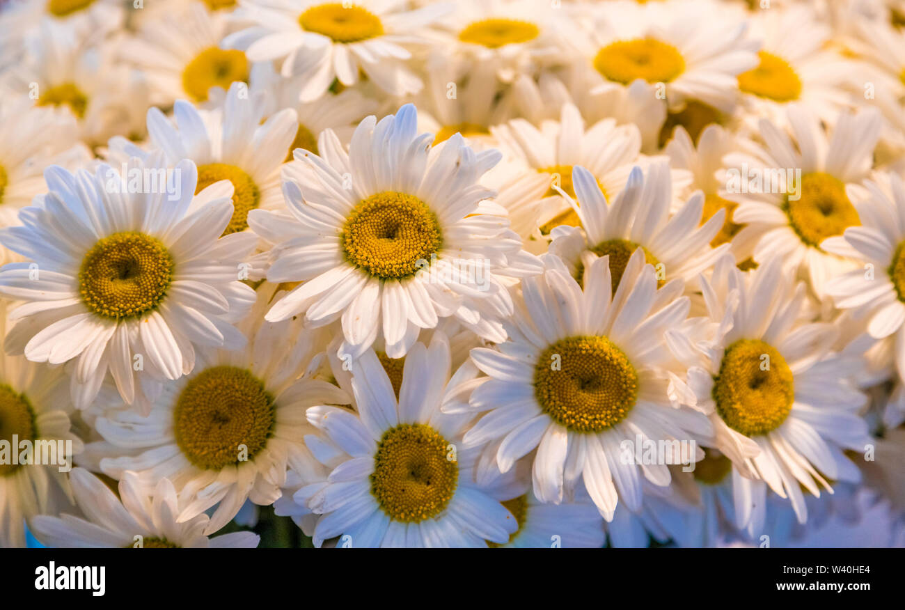 Fresh daisies cheap