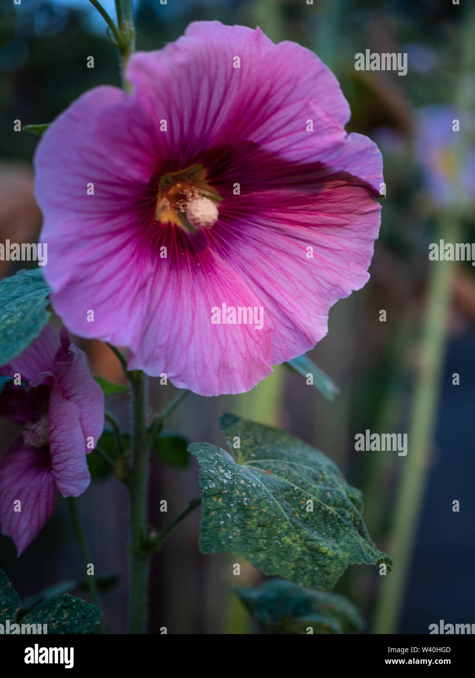 Pink Rose of Sharon (Hibiscus syriacus) flower Stock Photo Alamy