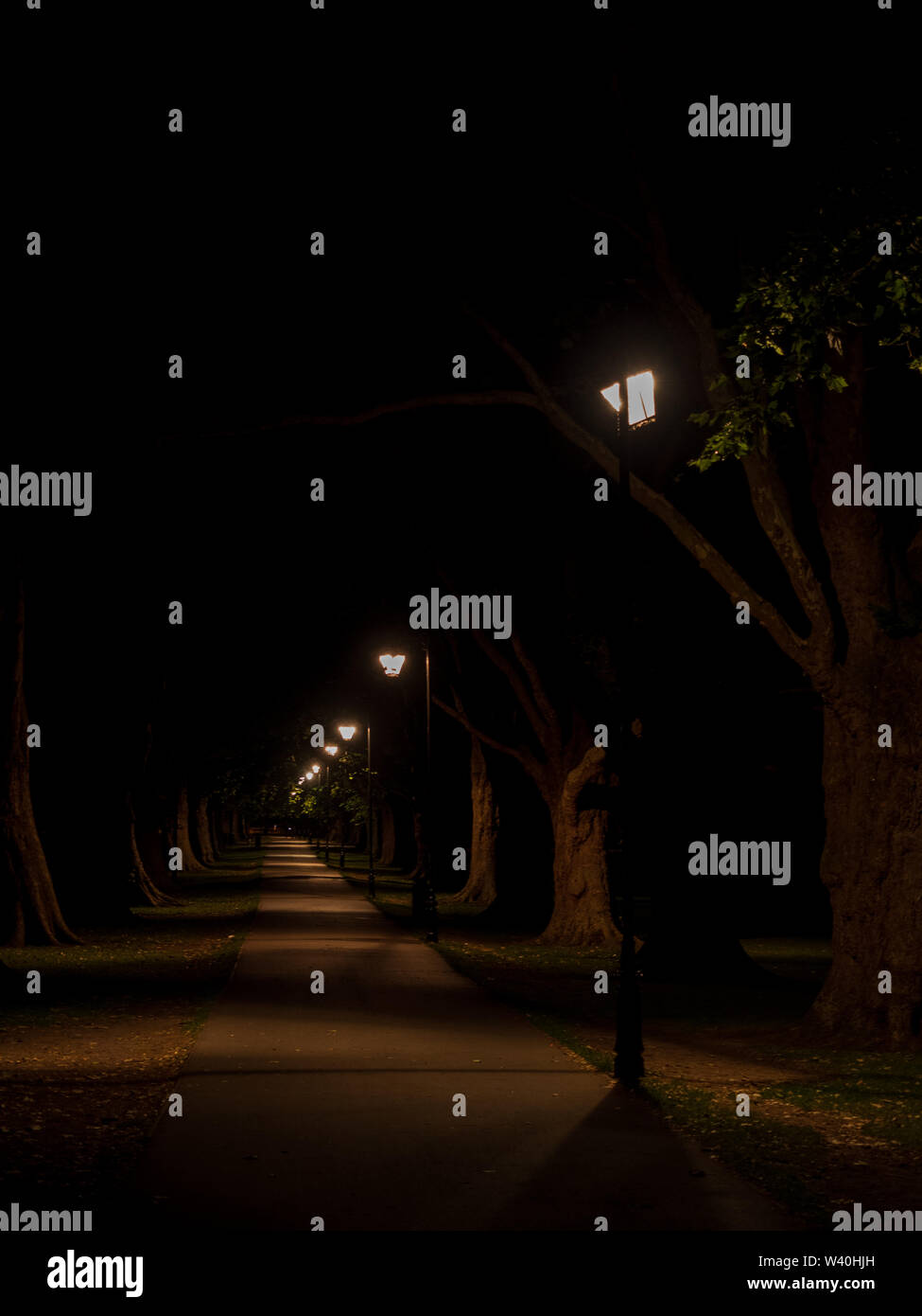 An avenue of trees lit by streetlights on Jesus Green Cambridge Stock Photo