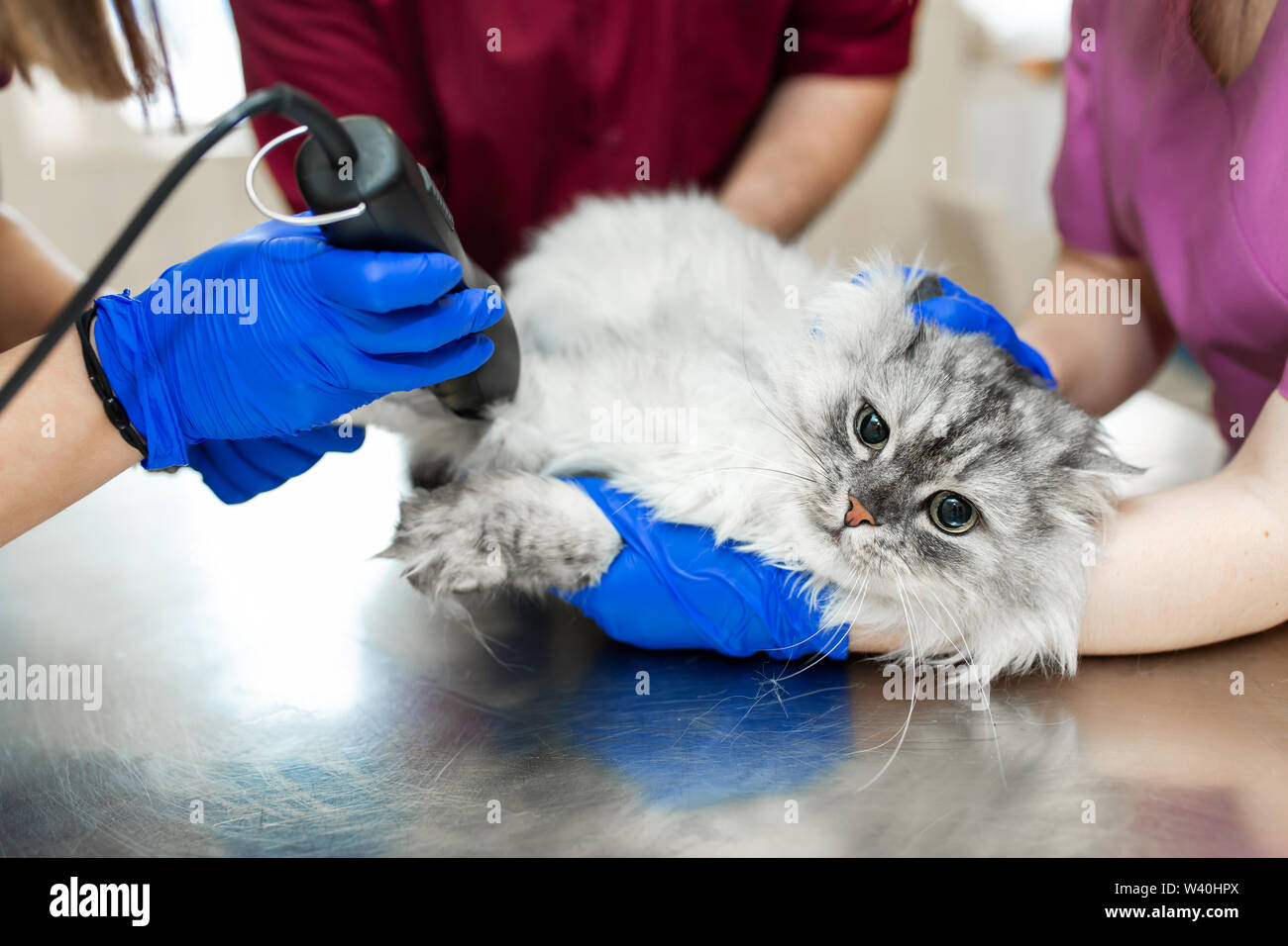 Shave Cat Stock Photos Shave Cat Stock Images Alamy